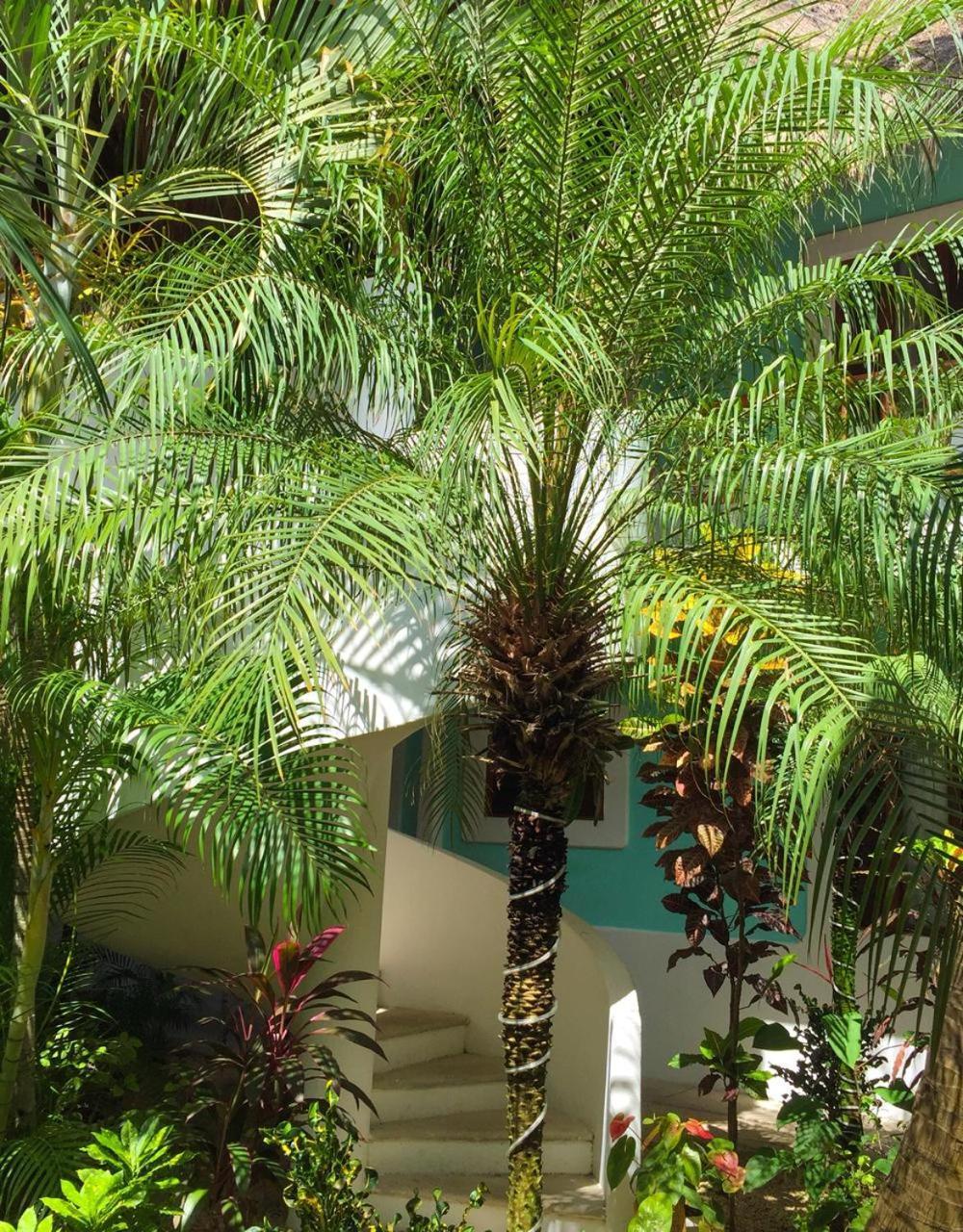 Toto Blue Hotel Boutique Bacalar Bagian luar foto